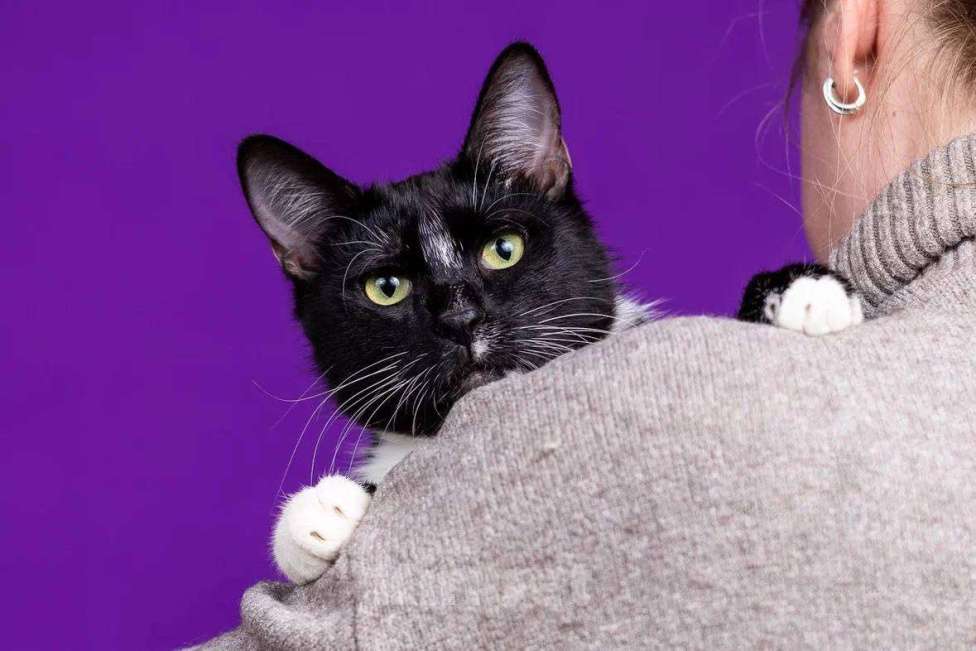 Кошки в Москве: Кошка Кнопка Девочка, Бесплатно - фото 3