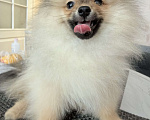 Собаки в Красноярске: Продам щенков померанского шпица Мальчик, Бесплатно - фото 9