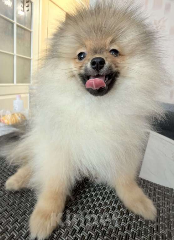 Собаки в Красноярске: Продам щенков померанского шпица Мальчик, Бесплатно - фото 9