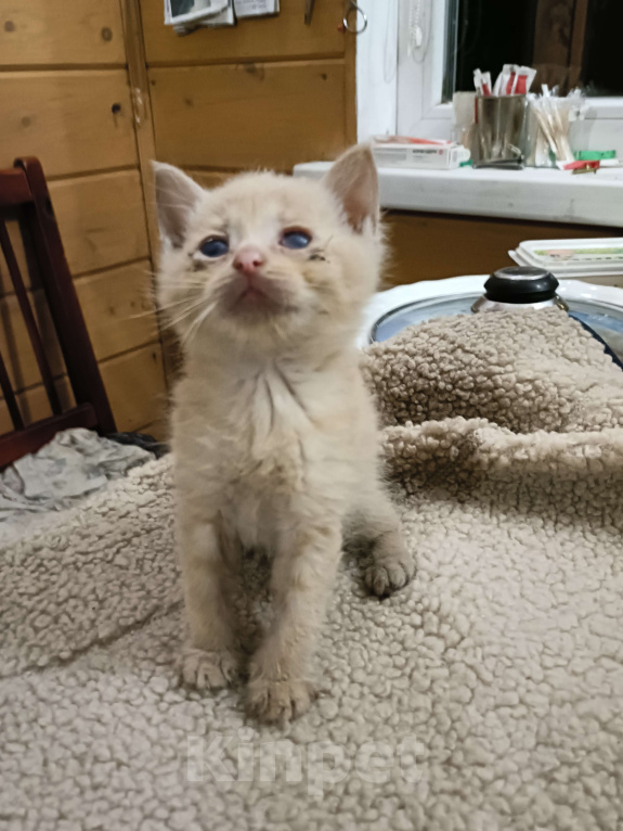 Кошки в других городах Ленинградской области: Мася Девочка, Бесплатно - фото 3