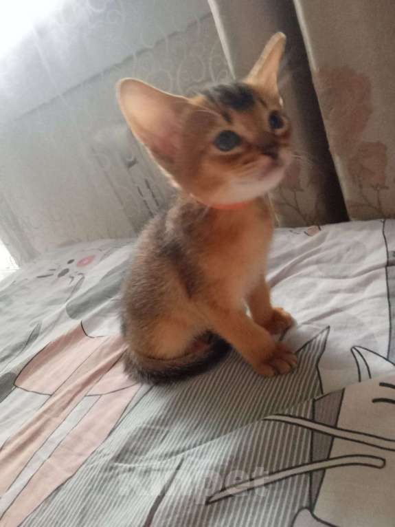 Кошки в Новосибирске: Готовятся к продаже чистокровные абиссинские мальчики Мальчик, 1 руб. - фото 3