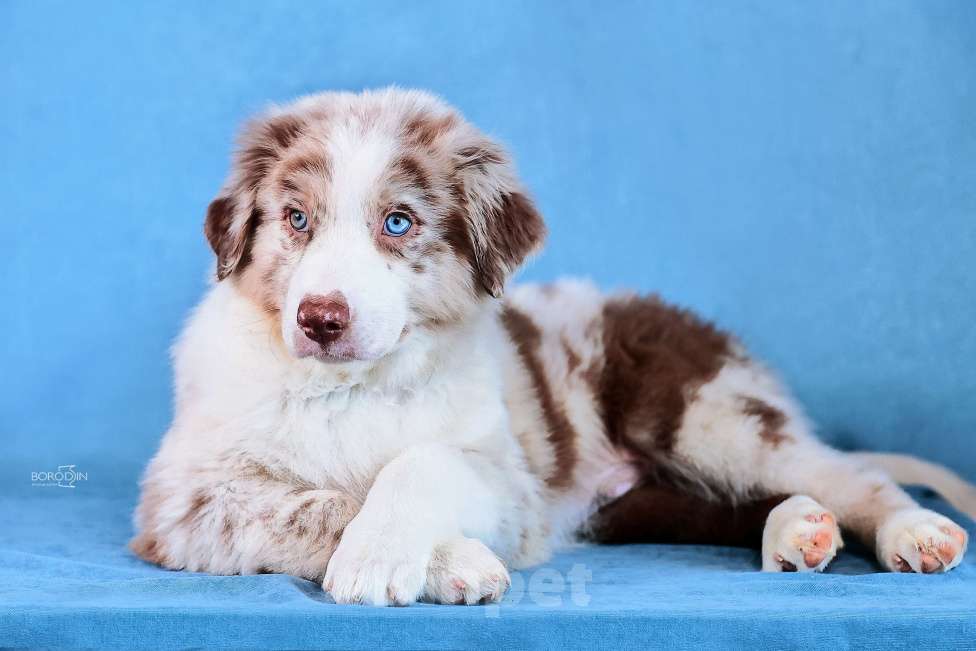Собаки в других городах Новосибирской области: Щенок австралийской овчарки (аусси) Мальчик, 110 000 руб. - фото 1