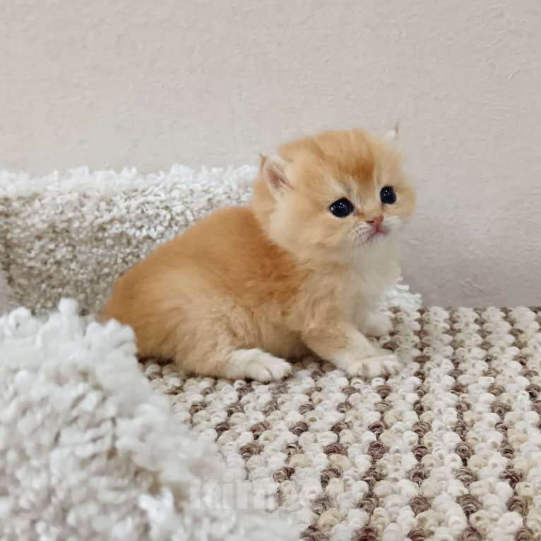 Кошки в Новосибирске: Британские котята золотая шиншилла  Девочка, 25 000 руб. - фото 8