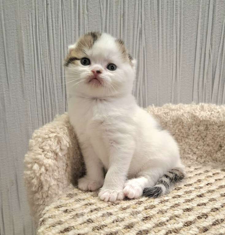 Кошки в Ярославле: Шотландский вислоухий короткошерстный мальчик Мальчик, 30 000 руб. - фото 5