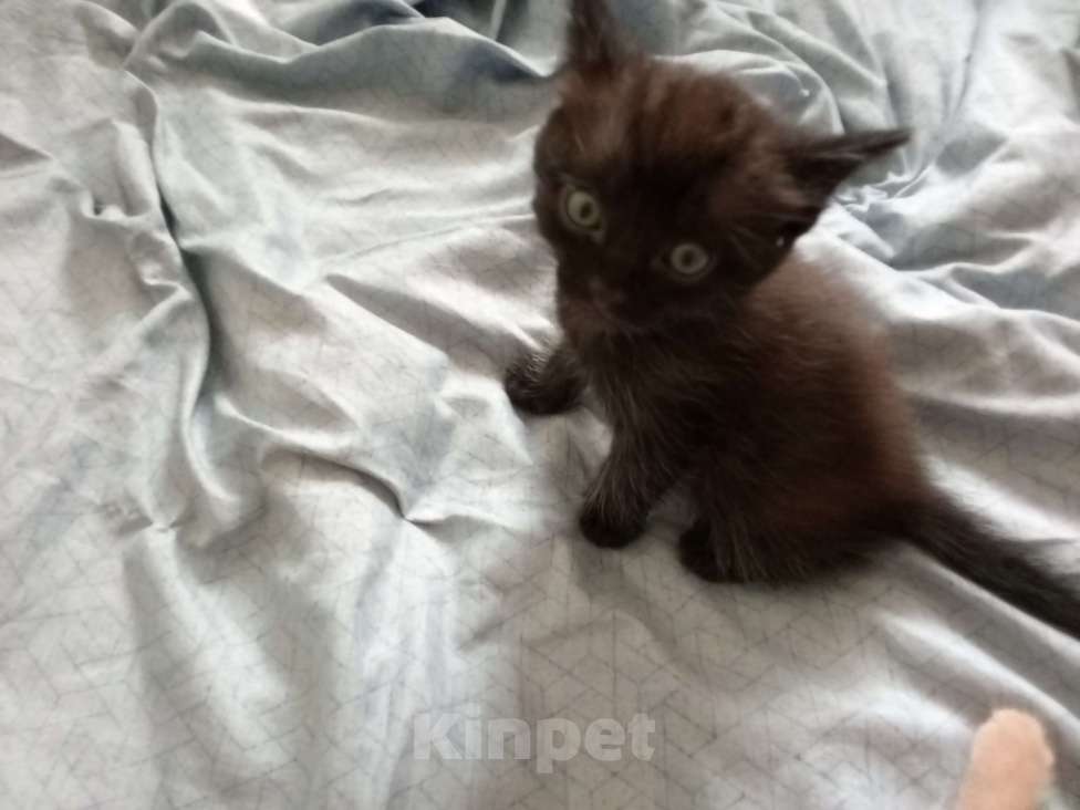 Кошки в Нижнем Новгороде: Котенок мальчик черный Мальчик, Бесплатно - фото 2