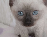 Кошки в других городах Московской области: Пуша Девочка, 18 000 руб. - фото 1