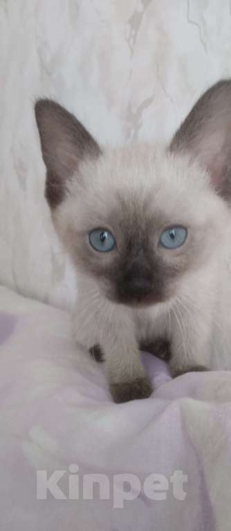 Кошки в других городах Московской области: Пуша Девочка, 18 000 руб. - фото 1