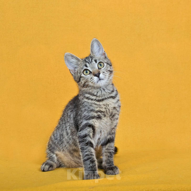 Кошки в других городах Московской области: Веселый котенок Кузя ищет дом Мальчик, Бесплатно - фото 6