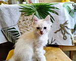 Кошки в Пензе: Котик 2 месяца Мальчик, 100 руб. - фото 2