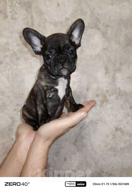 Собаки в Волгограде: Кроха Девочка, 25 000 руб. - фото 2