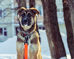 Собаки в Перми: Барни ищет дом  Мальчик, Бесплатно - фото 4