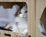 Кошки в Москве: кот Геннадий Мальчик, Бесплатно - фото 2