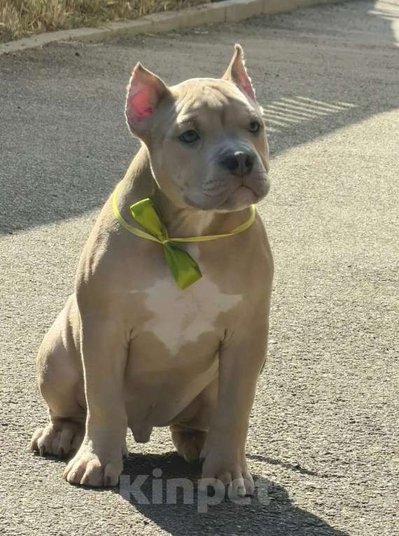 Собаки в Воронеже: Булли мальчик Мальчик, Бесплатно - фото 1