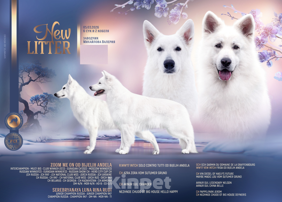 Собаки в Волгограде: Белая швейцарская овчарка Девочка, 50 000 руб. - фото 6