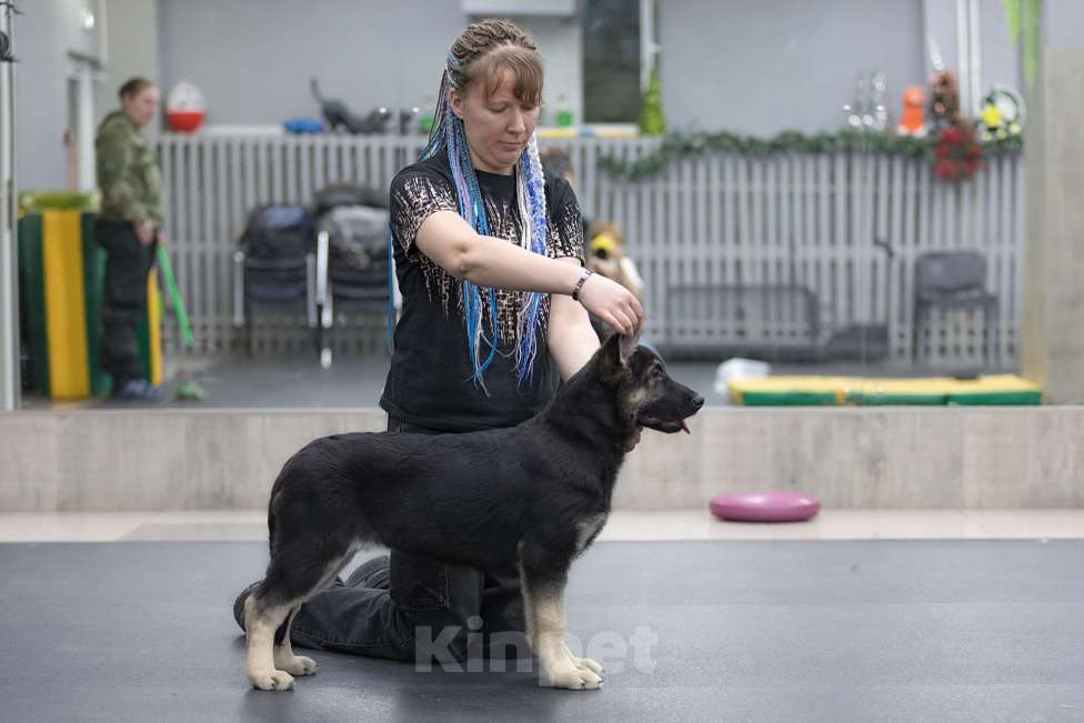 Собаки в Челябинске: Нота Протеста из Третьяковской галереи Девочка, 45 000 руб. - фото 2