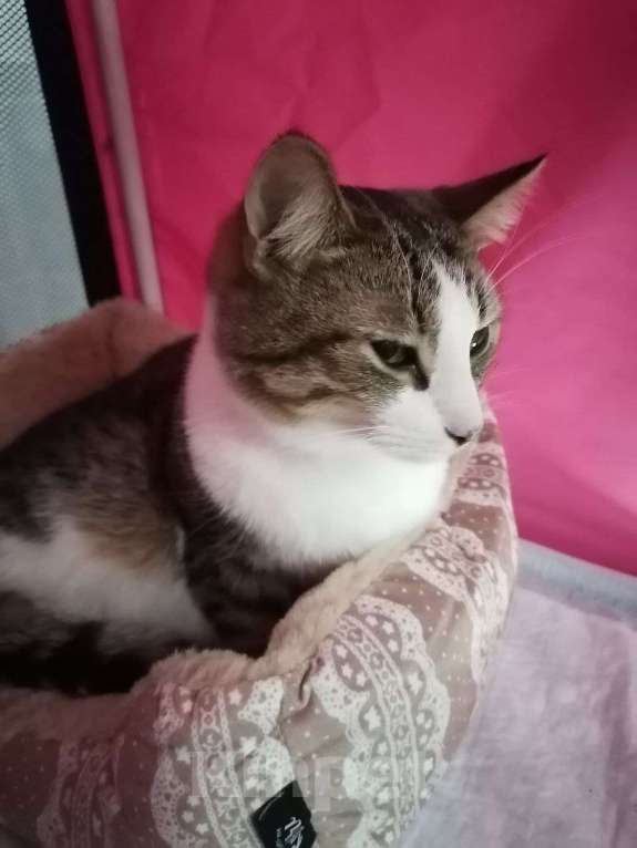 Кошки в Москве: Временное недоразумение а не кот в приюте Мальчик, Бесплатно - фото 3