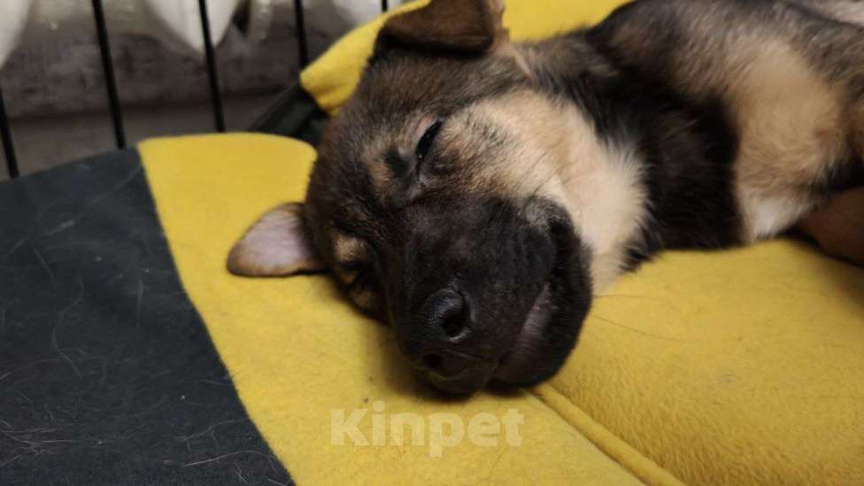 Собаки в Санкт-Петербурге: Малыши 3 месяца — найдены, ищут дом Девочка, Бесплатно - фото 6