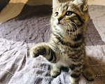 Кошки в Раменском: Озорная мини-тигрица девочка Девочка, 100 руб. - фото 6