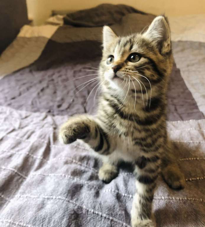 Кошки в Раменском: Озорная мини-тигрица девочка Девочка, 100 руб. - фото 6