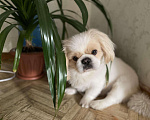 Собаки в Чебаркуле: Вязка пекинес, 1 руб. - фото 1