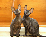 Кошки в Ливны: Котята корниш рекс американского типа, 45 000 руб. - фото 1