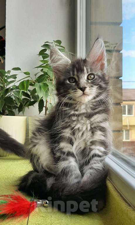 Кошки в Краснодаре: Котята мейн кун серебрянные Девочка, 45 000 руб. - фото 5