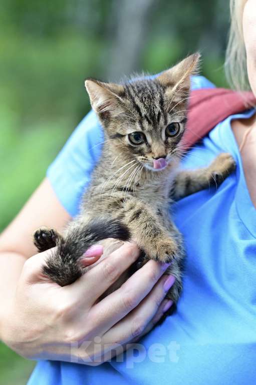 Кошки в Красногорске: Маленький тигренок Барсик 2 месяца очень ждет родителей  Мальчик, Бесплатно - фото 2
