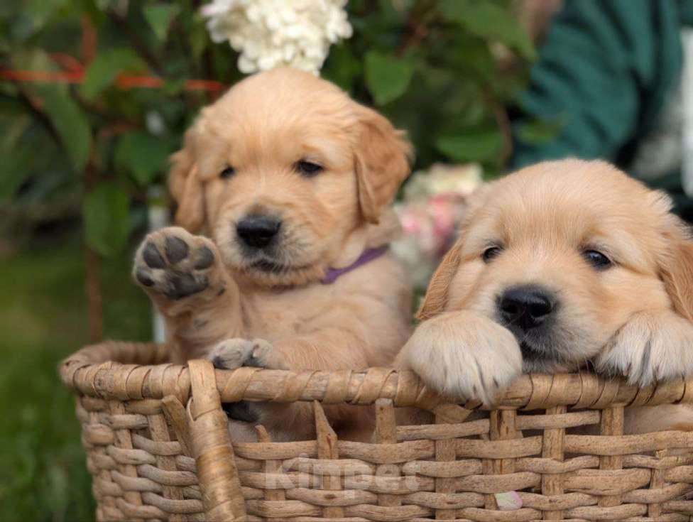 Собаки в Ижевске: Праймис Анима Вичи Девочка, 65 000 руб. - фото 2