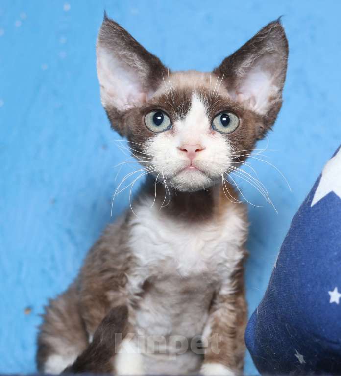 Кошки в Санкт-Петербурге: Девон Рекс котенок мальчик Мальчик, 50 000 руб. - фото 6