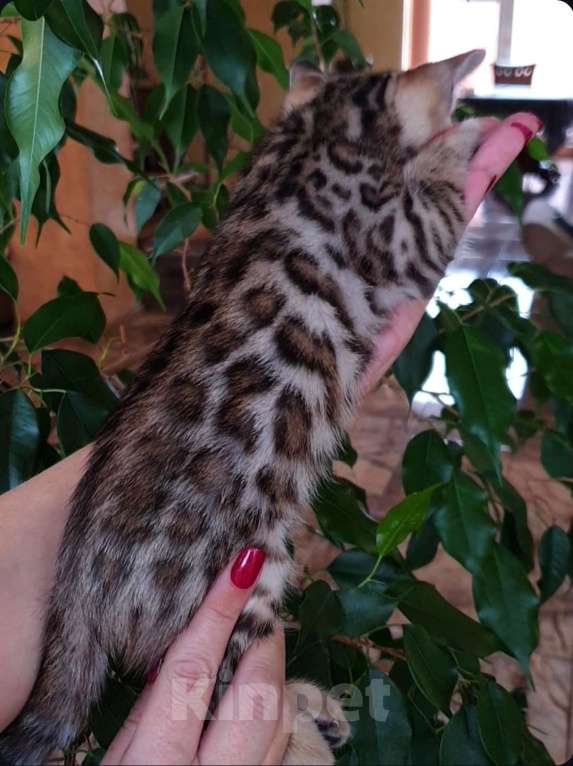 Кошки в Симферополе: Бенгальская девочка  Девочка, 60 000 руб. - фото 2
