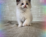 Кошки в Москве: Котята рэгдолл Мальчик, 95 000 руб. - фото 2