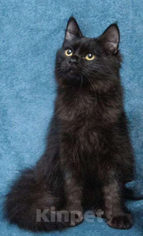 Кошки в Долгопрудном: Красотка Мишель ждёт своего человека Девочка, Бесплатно - фото 6