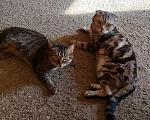 Кошки в Самаре: Отдам в добрые руки 2 котов.  Мальчик, Бесплатно - фото 3