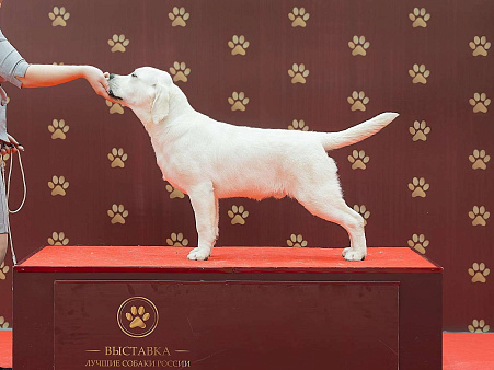 Щенок лабрадора Холлабвууд'с Рокфеллер