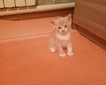 Кошки в Краснодаре: Котёнок в добрые руки Девочка, Бесплатно - фото 9