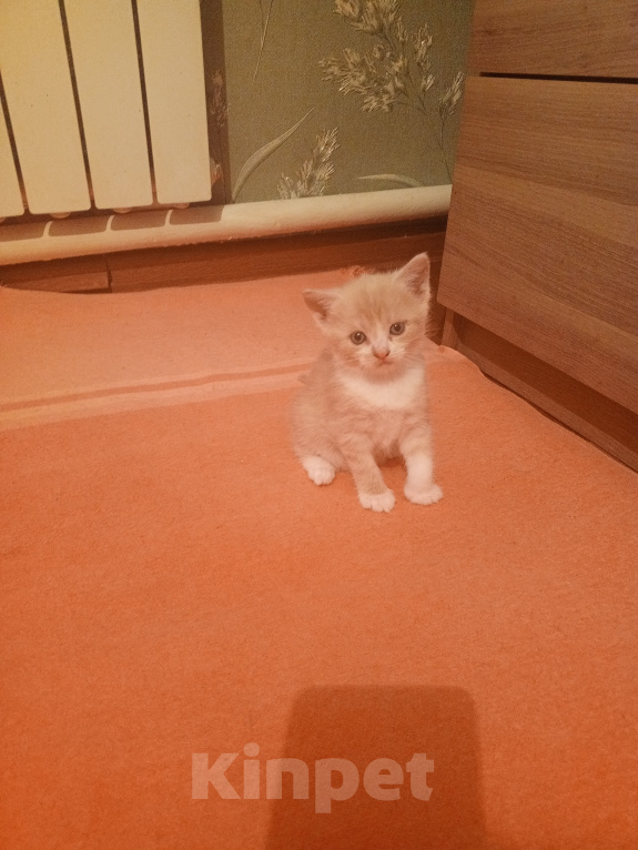 Кошки в Краснодаре: Котёнок в добрые руки Девочка, Бесплатно - фото 9