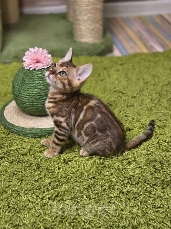 Кошки в Москве: Filadelfia Benjoy Девочка, 95 000 руб. - фото 7