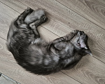 Кошки в Калуге: Котик Мейн-кун Мальчик, 20 000 руб. - фото 7