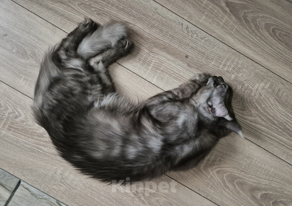 Кошки в Калуге: Котик Мейн-кун Мальчик, 20 000 руб. - фото 7