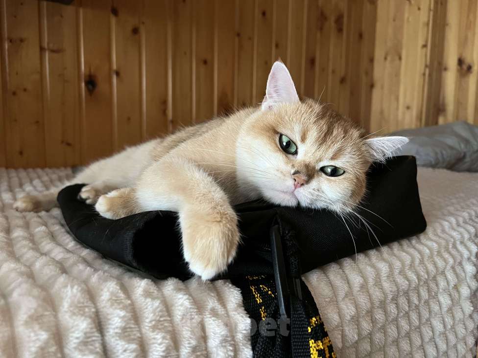 Кошки в Подольске: Золотая британская шиншилла Девочка, 50 000 руб. - фото 3