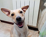 Собаки в Балашихе: Лада собака мечта, отличное поведение дома и на улице. Девочка, Бесплатно - фото 4