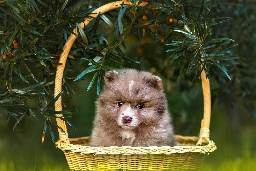 Собаки в Ярославле: Кобель шпиц мраморного окраса Мальчик, 40 000 руб. - фото 7