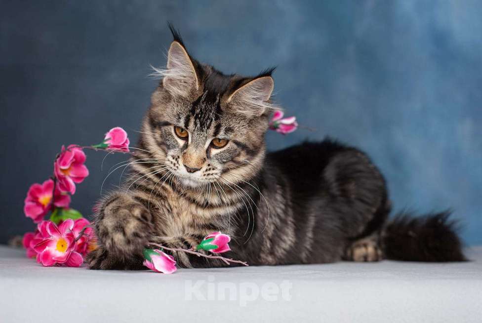 Кошки в Воронеже: Взрослая кошка мейн-кун  Девочка, Бесплатно - фото 2