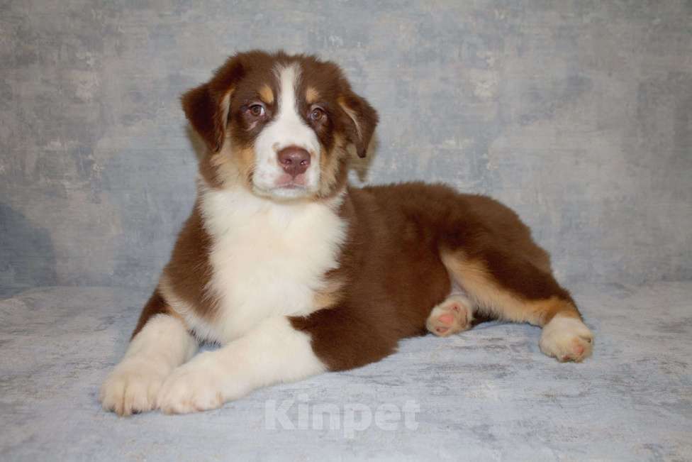 Собаки в других городах Московской области: Австралийская овчарка Мальчик, 50 000 руб. - фото 7