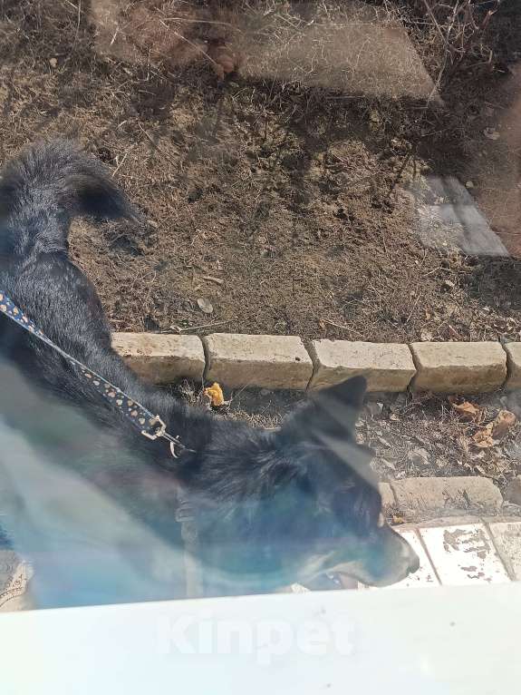 Собаки в других городах Волгоградской области: Немечкая овчарка-хаска Девочка, Бесплатно - фото 2