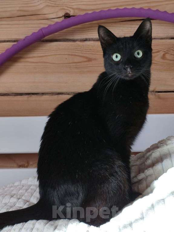 Кошки в Москве: Шанти — леди в черном. Молодая кошечка в добрые руки. Девочка, Бесплатно - фото 5