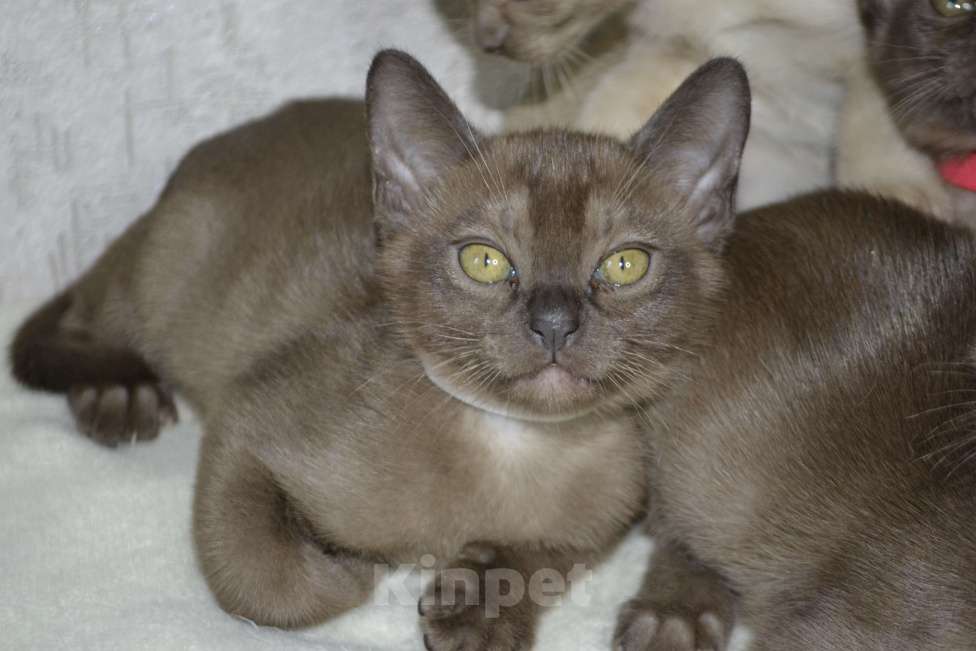 Кошки в Ковровом: Котята европейской бурмы Разнополые, Бесплатно - фото 2
