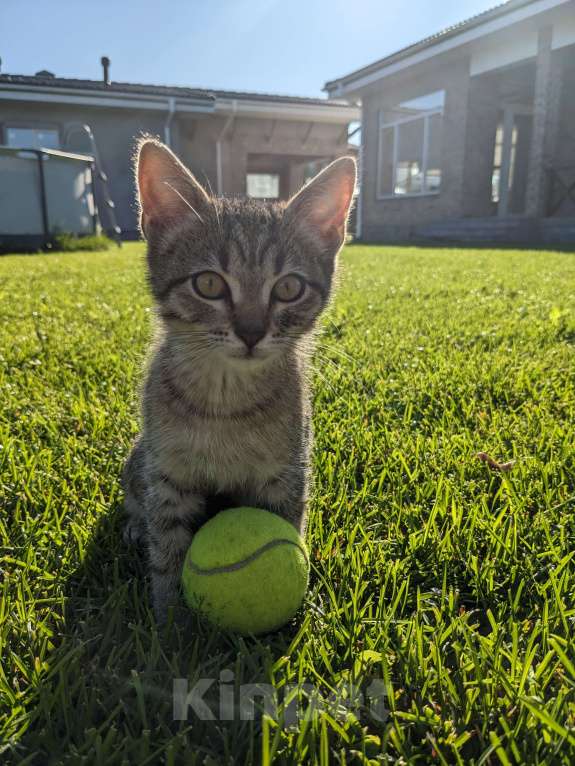 Кошки в Апрелевке: Ласковый котенок ищет дом  Мальчик, Бесплатно - фото 2