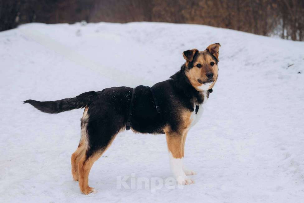 Собаки в Москве: Щенок 5 месяцев Моцарт очень нуждается в доме Мальчик, Бесплатно - фото 6