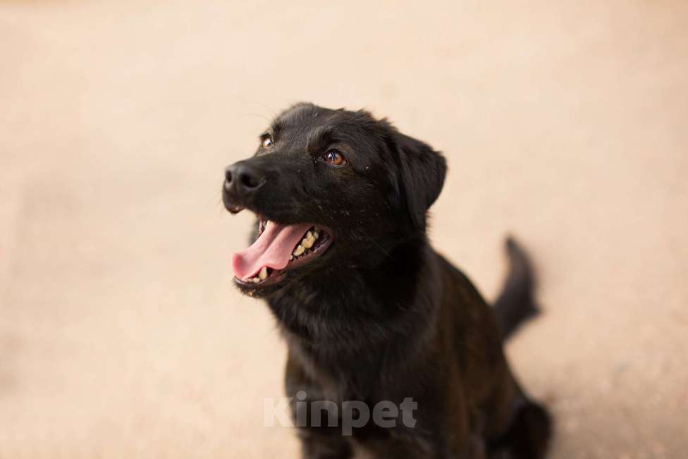 Собаки в Москве: Найт Мальчик, Бесплатно - фото 10